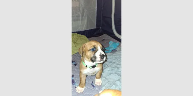 A baby small-sized male Boxer dog named Penleigh Puppy Luke for adoption in Hewitt, TX