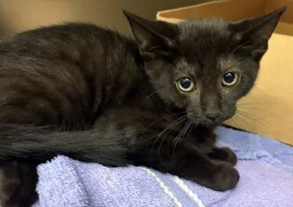 A baby small-sized female Domestic Short Hair cat named Sol for adoption in West Chester, PA
