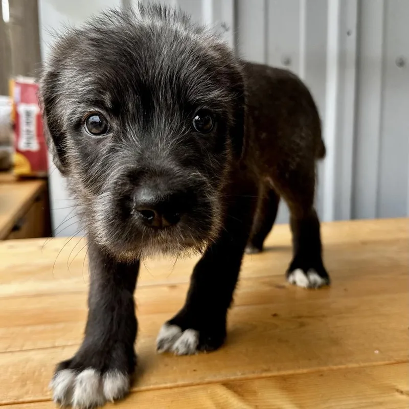 A baby small-sized male Black German Shepherd Dog dog named Mike N Ike PR for adoption in Union, MO