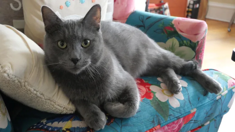 An adult medium-sized male Gray / Blue / Silver Domestic Short Hair cat named Atlas for adoption in Evanston, IL