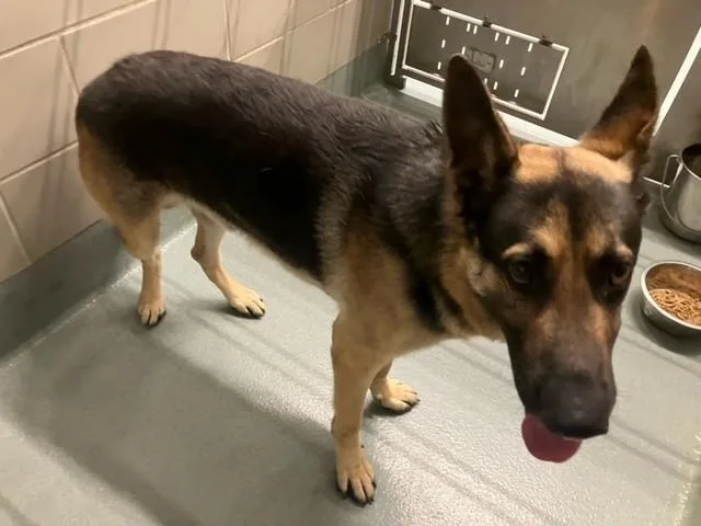 An adult large-sized male German Shepherd Dog dog named Bobobo for adoption in Baytown, TX