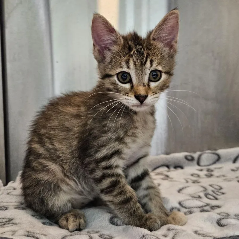 A baby small-sized female Orange / Red Domestic Short Hair cat named Udara for adoption in Austin, TX