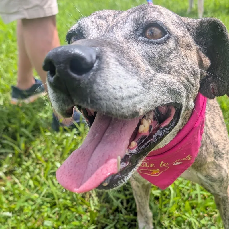 A senior medium-sized female Mixed Breed dog named Hina for adoption in Volcano, HI