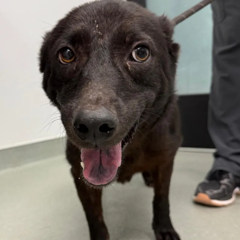 An adult medium-sized female Black Mixed Breed dog named Giggles for adoption in Abilene, TX