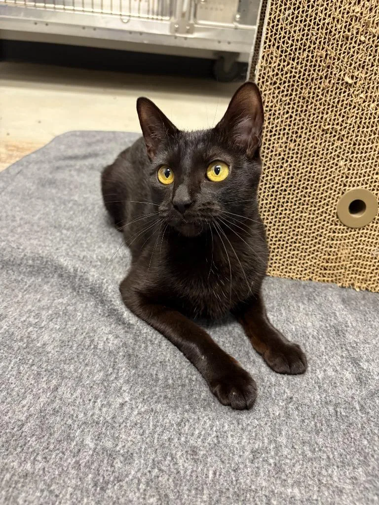 A young medium-sized female Domestic Short Hair cat named Elphaba for adoption in Minot, ND
