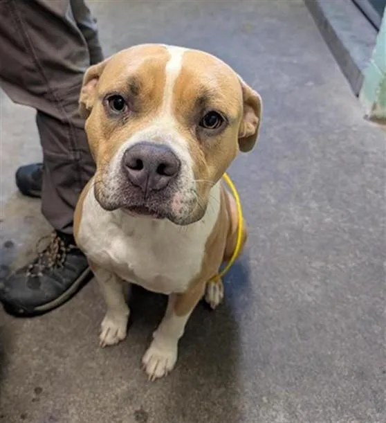 A young medium-sized male Terrier dog named Mustang for adoption in Sacramento, CA