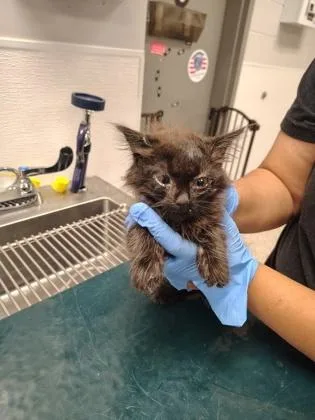 A baby small-sized female Domestic Long Hair cat named Star for adoption in Gastonia, NC