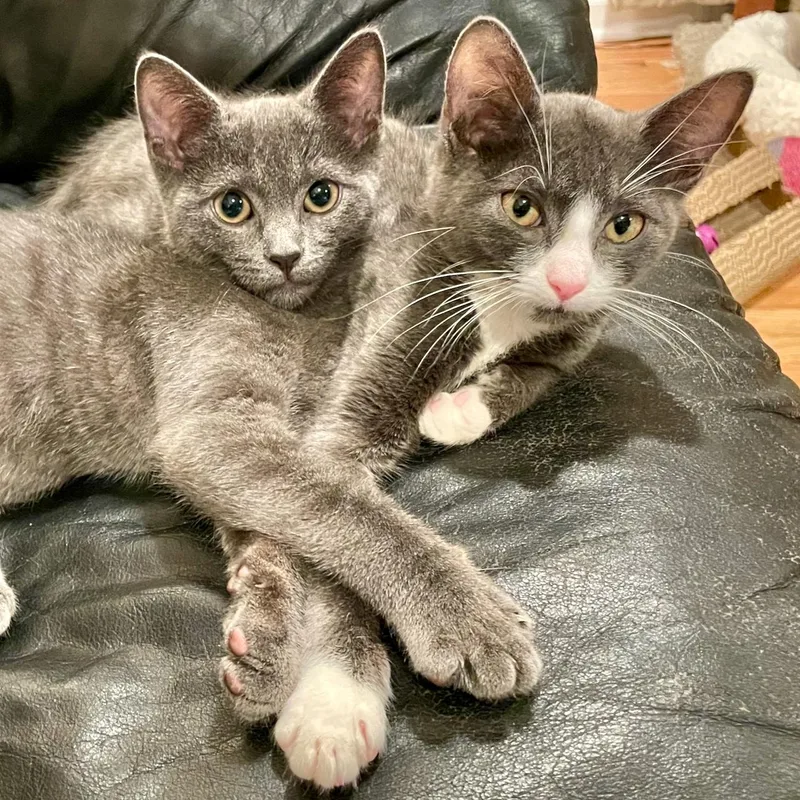 A baby medium-sized male Gray & White Domestic Short Hair cat named Bender for adoption in East Brunswick, NJ