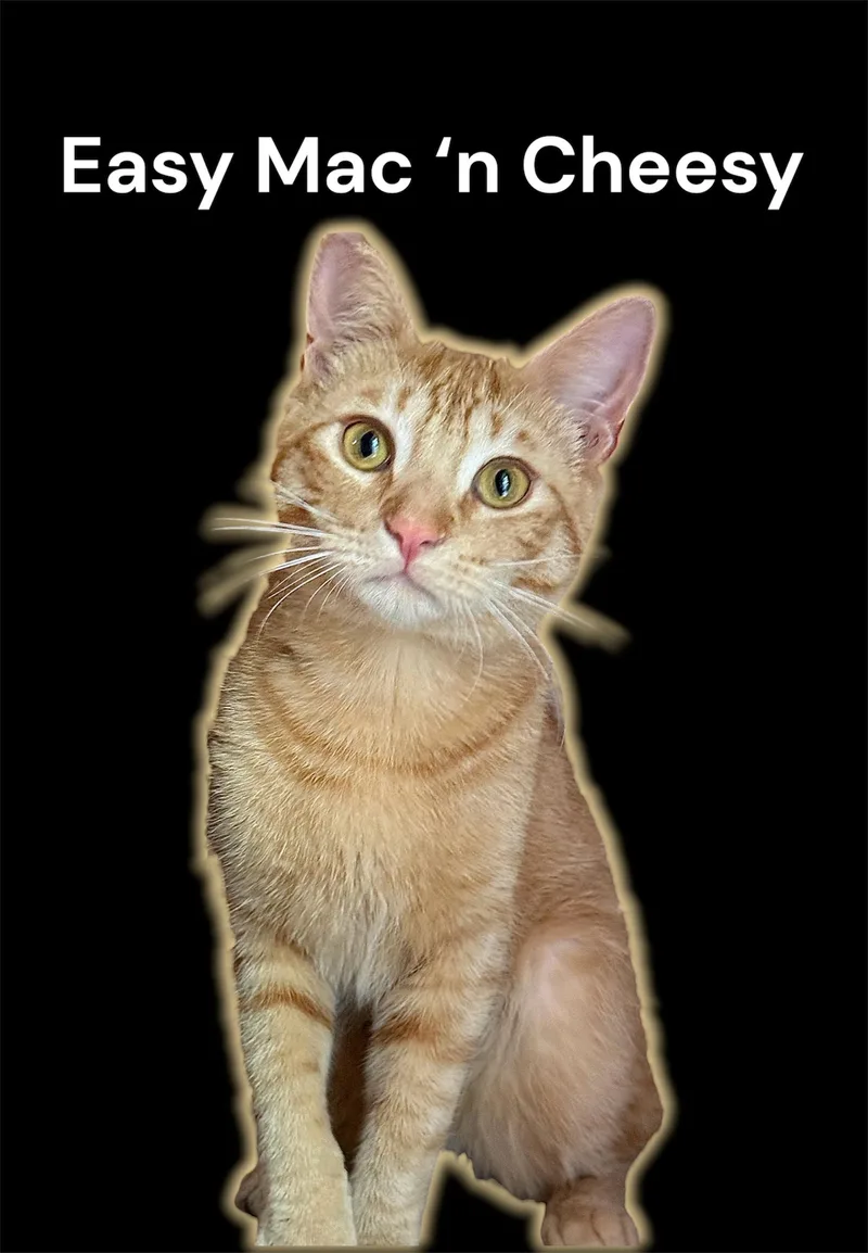 An adult medium-sized female Tabby (Orange / Red) Domestic Short Hair cat named Easy Mac n Cheesy for adoption in Auburn, CA