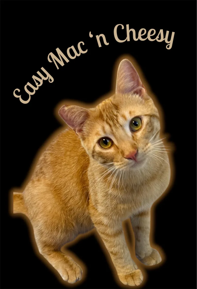 Easy Mac n Cheesy thumbnail 2