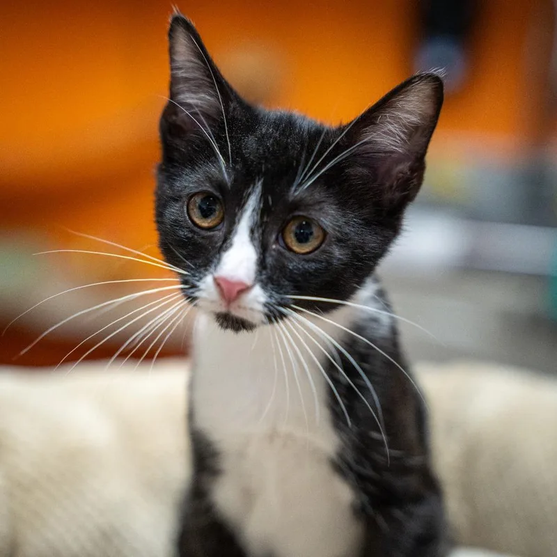 A baby small-sized male Black Domestic Short Hair cat named Flounder for adoption in Gainesville, GA