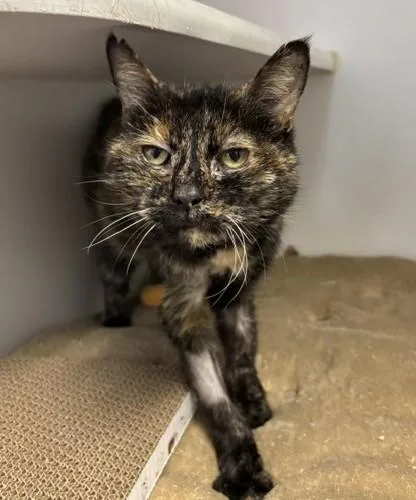 An adult small-sized female Domestic Short Hair cat named Dominique for adoption in Traverse City, MI