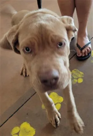 A baby medium-sized male Mastiff dog named Spunky for adoption in Van Nuys, CA