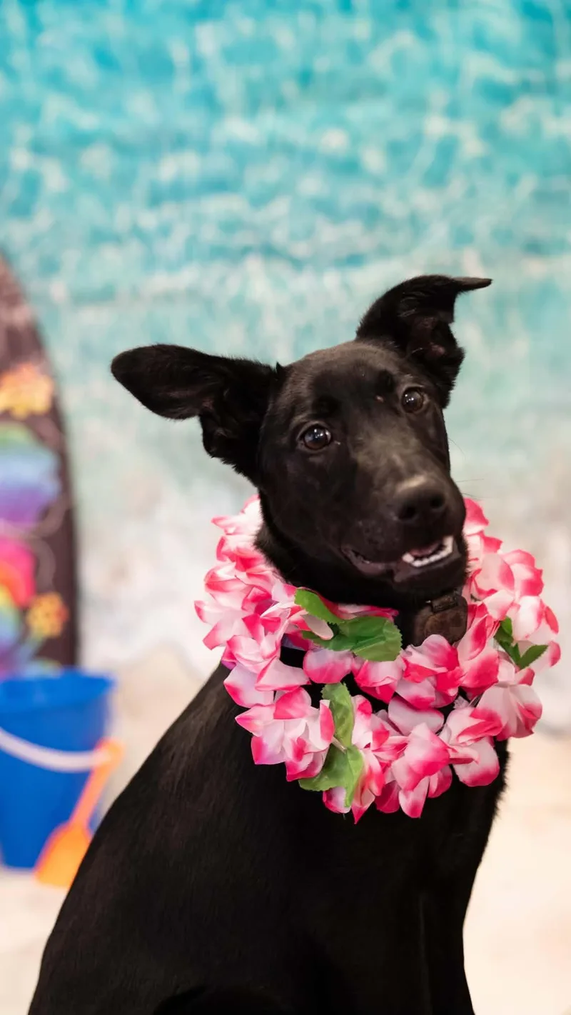 A young large-sized female Belgian Shepherd / Malinois dog named Valentine for adoption in Pottstown, PA