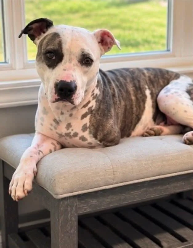 A young medium-sized female Pit Bull Terrier dog named Haven for adoption in Randleman, NC