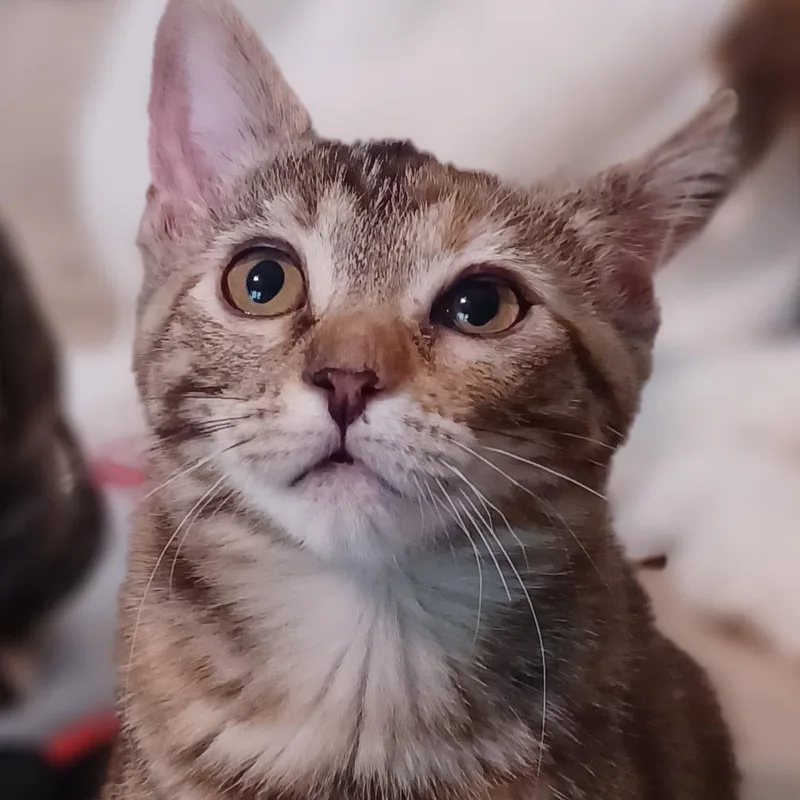A baby small-sized female Brown / Chocolate Domestic Short Hair cat named Irene for adoption in Bulverde, TX