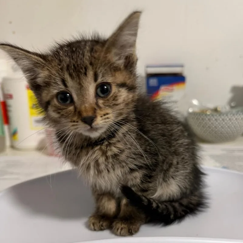 A baby small-sized female Brown / Chocolate Domestic Short Hair cat named Bayley for adoption in Fredericksburg, VA