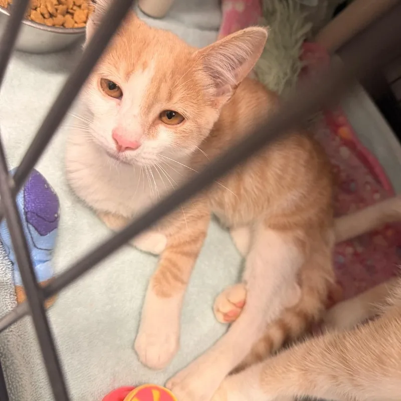 A baby small-sized male Buff / Tan / Fawn Domestic Short Hair cat named Spice for adoption in Columbus, NC