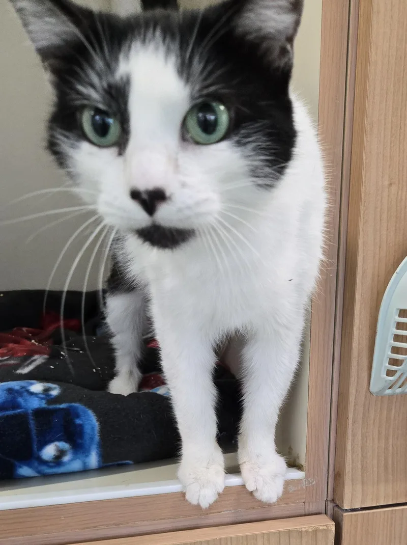 A young medium-sized female Black & White / Tuxedo Domestic Short Hair cat named Odie for adoption in Mokena, IL
