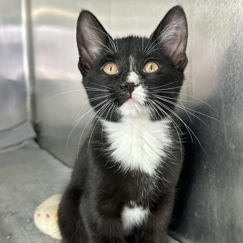 A baby small-sized male Black Domestic Short Hair cat named Finral for adoption in Matteson, IL