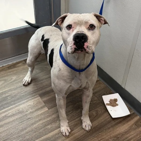 An adult large-sized male Pit Bull Terrier dog named Moo for adoption in San Diego, CA