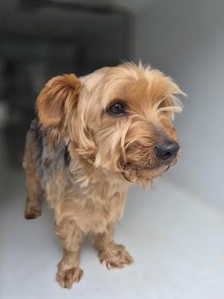 An adult small-sized female Yorkshire Terrier dog named Pen for adoption in Lawrenceville, GA
