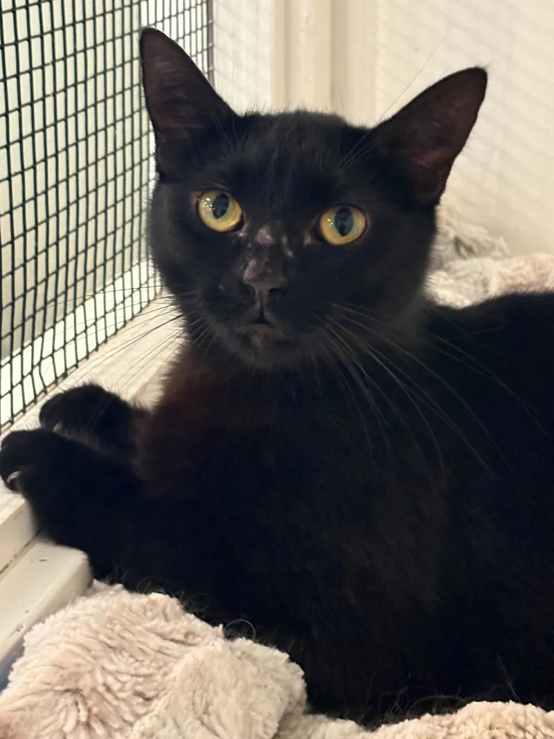 An adult medium-sized female Black Domestic Short Hair cat named Morticia for adoption in Grass Valley, CA