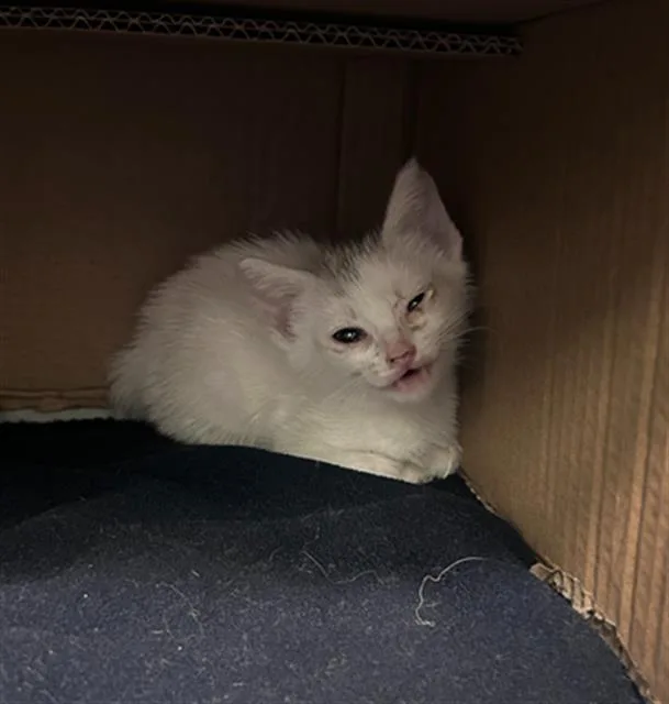 A baby medium-sized female Domestic Short Hair cat named Hannah for adoption in Dallas, TX