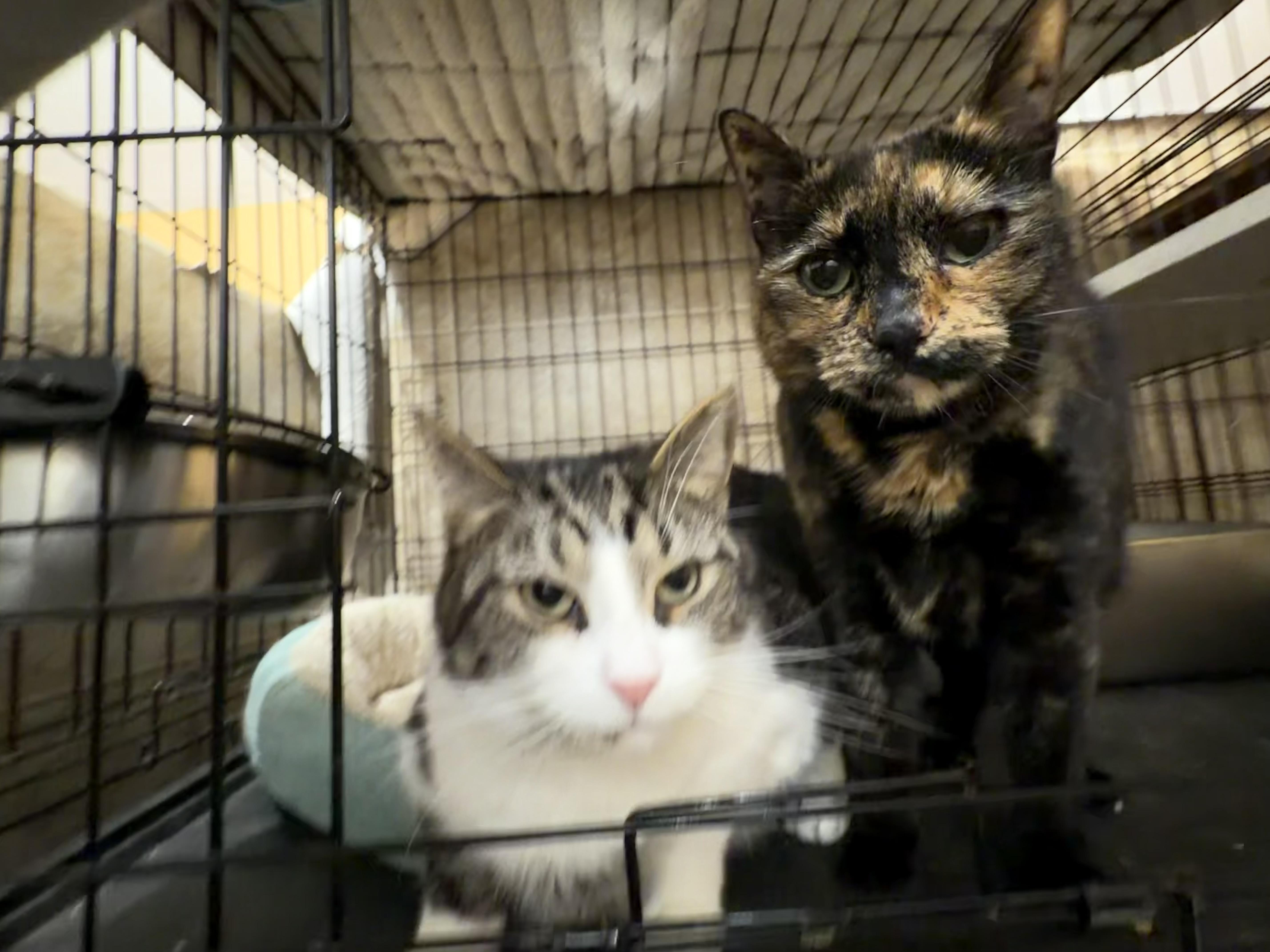 Snickers thumbnail 2