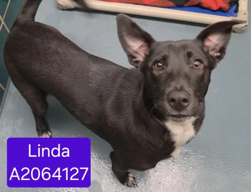 A young medium-sized female Labrador Retriever dog named Linda for adoption in Houston, TX