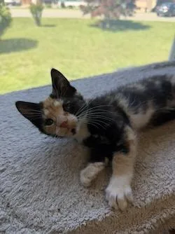 A baby small-sized female Domestic Short Hair cat named Cassie for adoption in Port Republic, MD