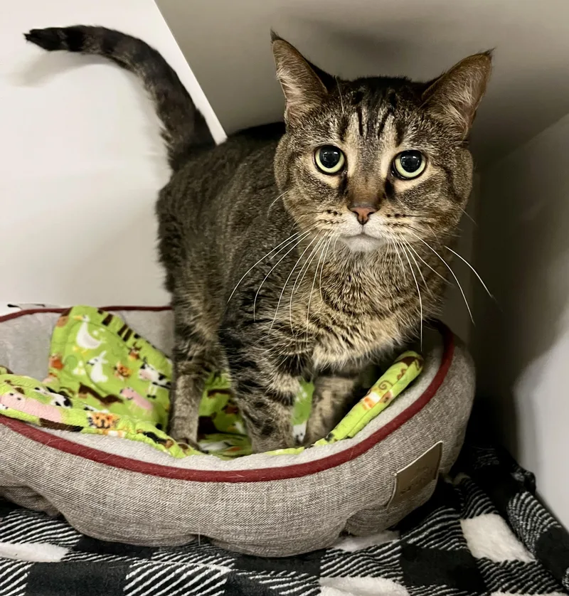 An adult medium-sized female Tabby (Brown / Chocolate) Domestic Short Hair cat named Zoe for adoption in Seville, OH