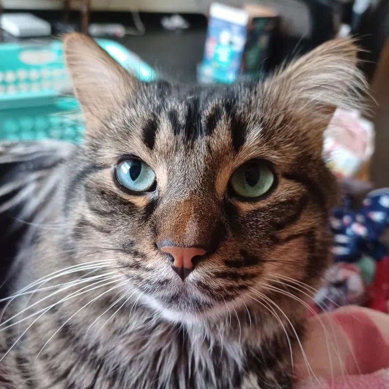 An adult small-sized male Brown / Chocolate Domestic Medium Hair cat named Teddy for adoption in Chicago, IL