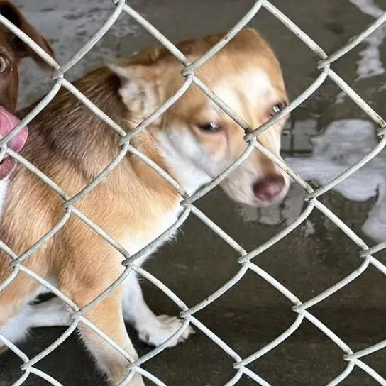 A young small-sized female Chihuahua dog named Monkey for adoption in Springboro, OH