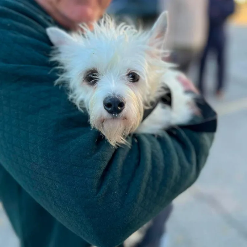 An adult small-sized female Terrier dog named Winnie for adoption in St. Charles, IL