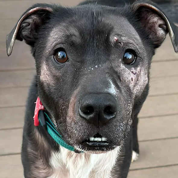 An adult small-sized male Black Mixed Breed dog named Buckytank for adoption in Prospect, KY