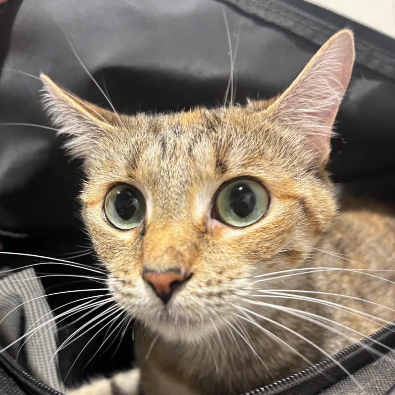 A young medium-sized female Buff / Tan / Fawn Domestic Short Hair cat named Fiona for adoption in Tampa, FL