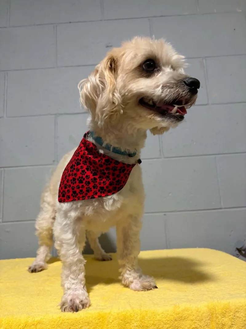 An adult small-sized male Bichon Frise dog named Pedro for adoption in Mukwonago, WI