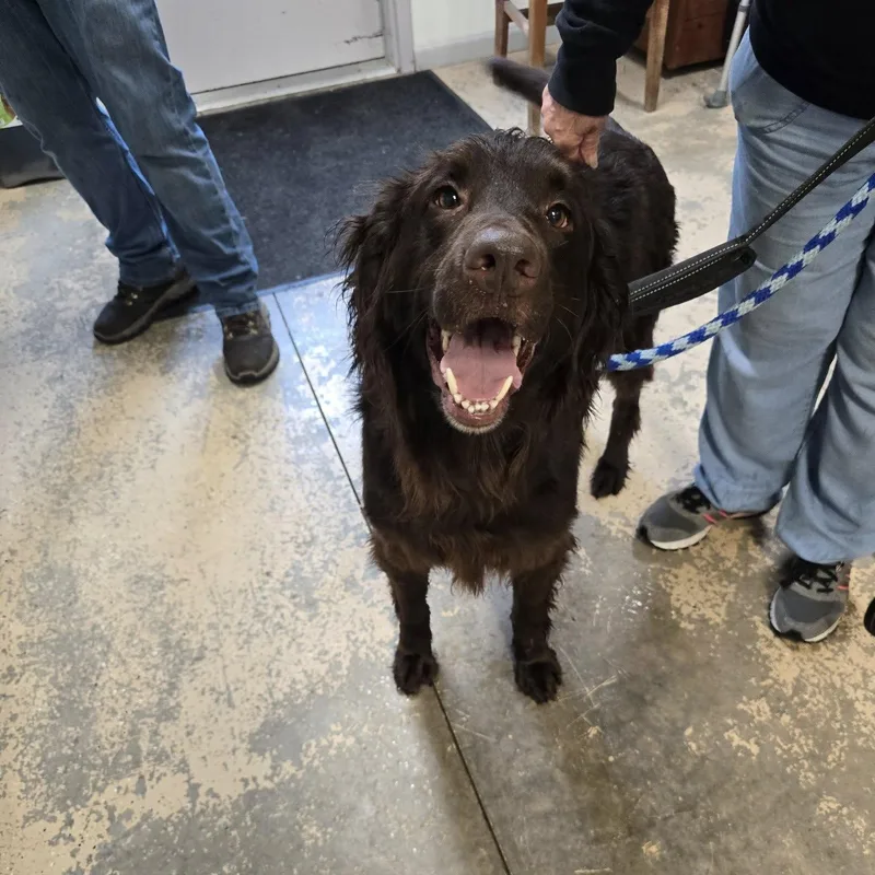 A young large-sized male Brown / Chocolate Labrador Retriever dog named Buford for adoption in Saint Marys, PA