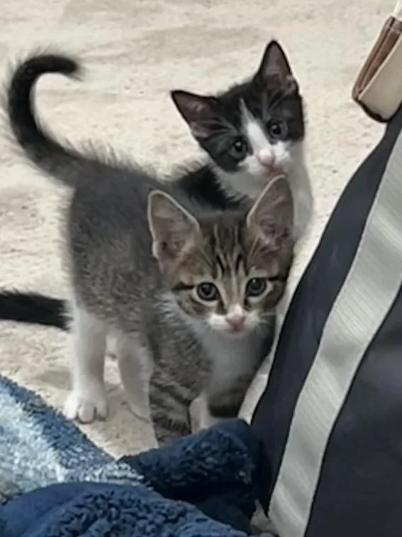 A baby small-sized female Domestic Short Hair cat named Miso for adoption in Houston, TX