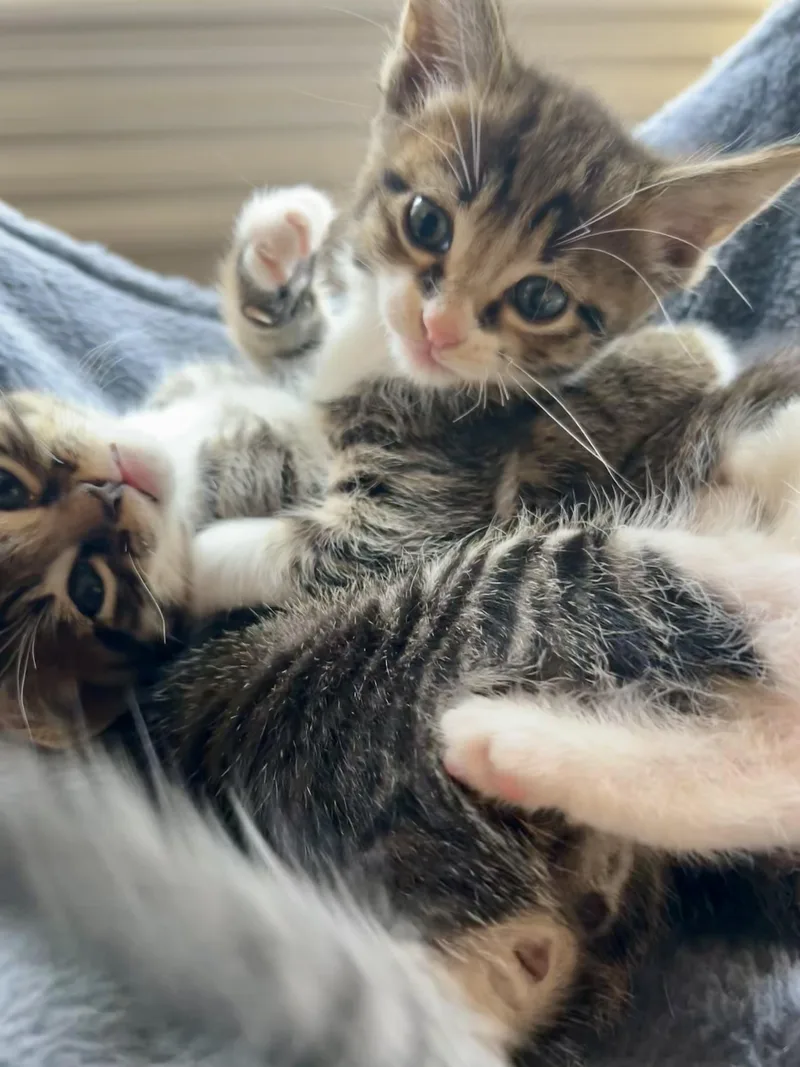 Miso thumbnail 2