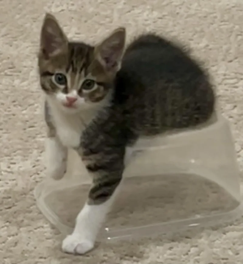 Miso thumbnail 5