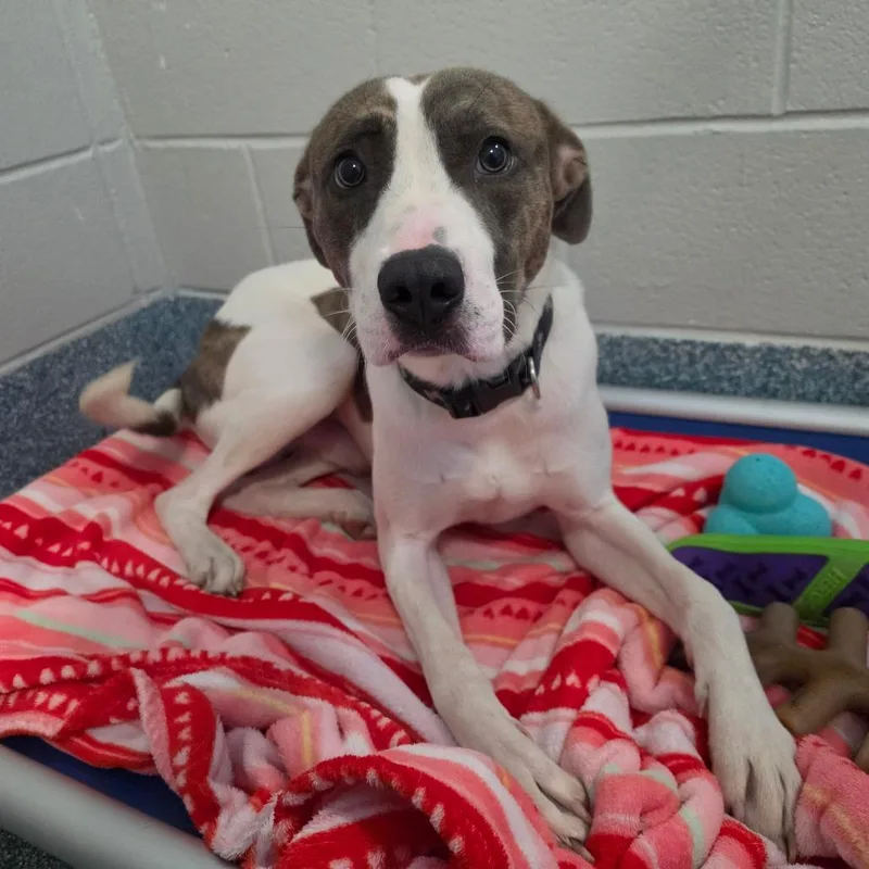 A young medium-sized male White / Cream Whippet dog named Ghostie for adoption in Greensboro, NC