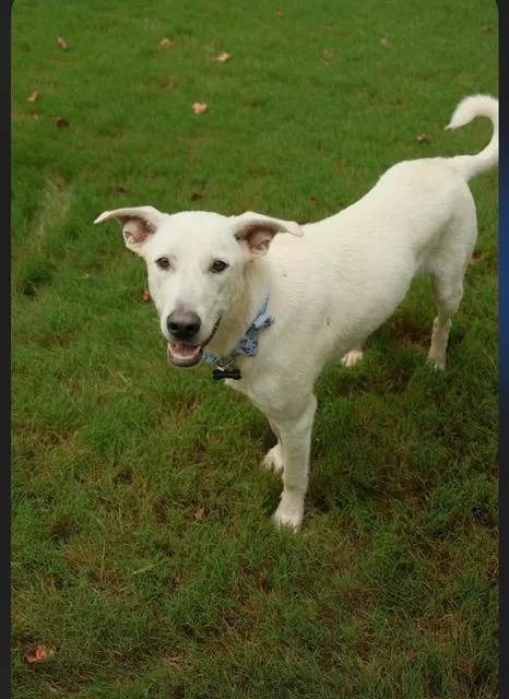 Bentley Sweet gentle