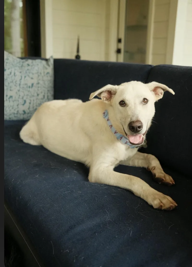 Bentley Sweet  gentle thumbnail 3