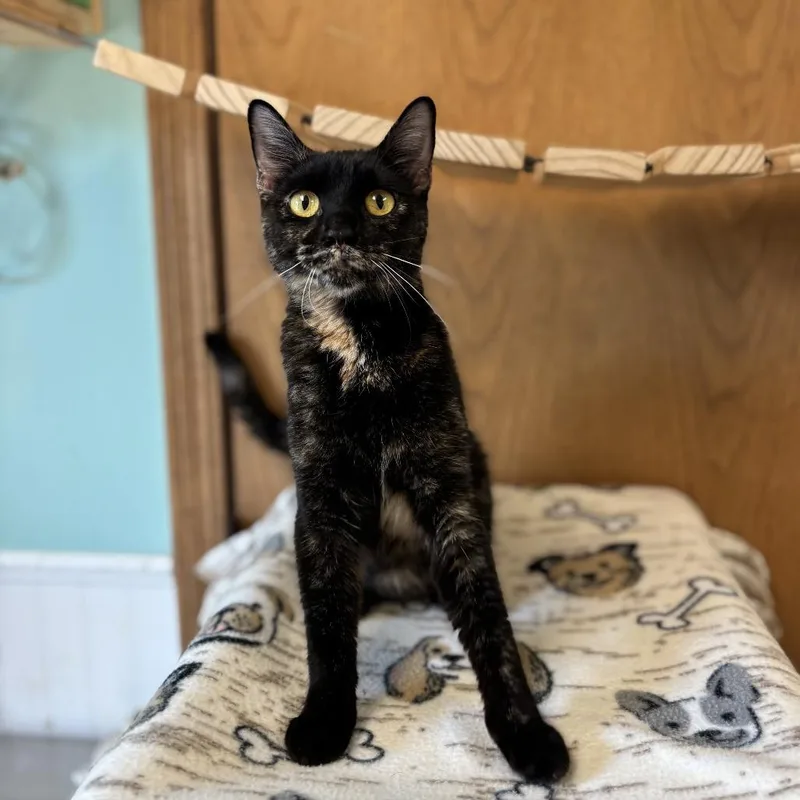 An adult medium-sized female Tortoiseshell Domestic Short Hair cat named Enchantress for adoption in Fargo, ND