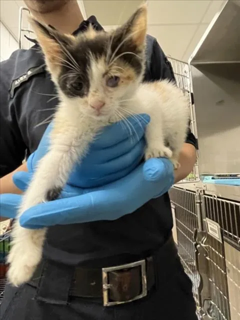 A baby small-sized female Domestic Short Hair cat named Manzanilla for adoption in Derwood, MD