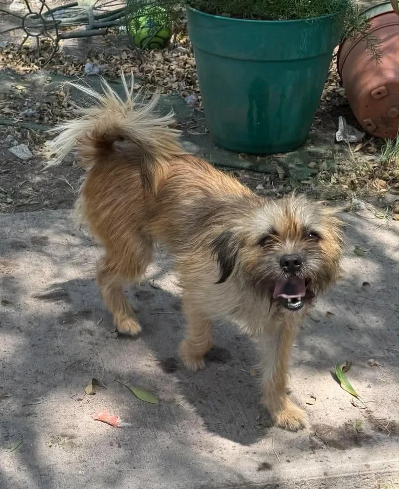 A young small-sized female Terrier dog named Beatrice for adoption in Monticello, IN