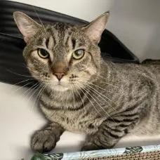 An adult extra large-sized male Brown / Chocolate Domestic Short Hair cat named Manny for adoption in Novelty, OH