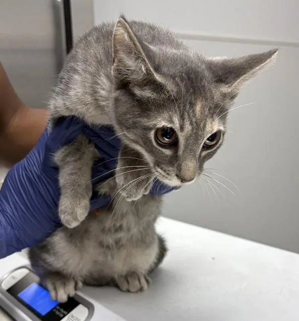 A baby small-sized female Domestic Short Hair cat named Kd Jenny for adoption in Lawrenceville, GA